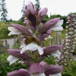 Acanthus hungaricus