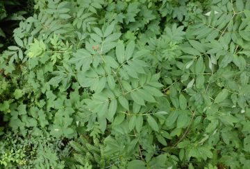 Sambucus from the tree walk