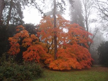 Maples Turning Red: one in five maple species are at high risk of extinction