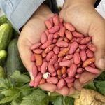 Red beans in hands