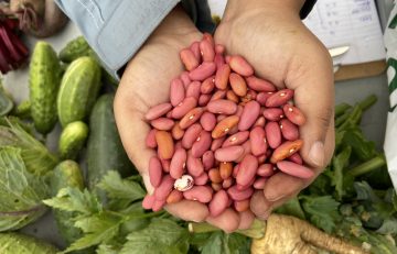 Red beans in hands