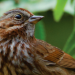 Birding at the Botanical Garden: Adapting to the Impacts of COVID-19