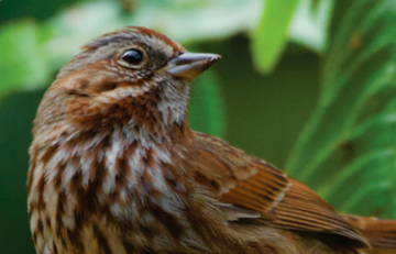 Birding at the Botanical Garden: Adapting to the Impacts of COVID-19