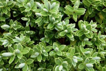 Many, small petal-like pale green leaves growing in a shrub