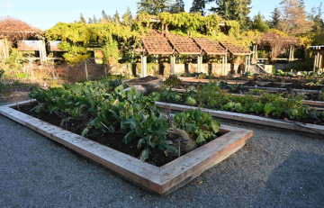 Food Garden with completed new borders for raised beds.