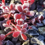 pink cactus-like flowers in frost