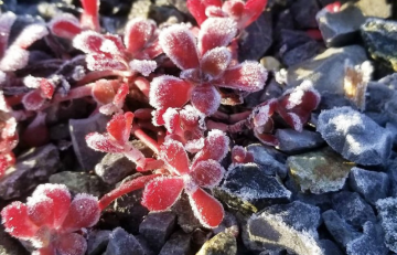 pink cactus-like flowers in frost