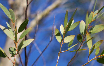 Pale eucalyptus leaves against blue sky