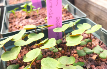 Small seedlings growing container