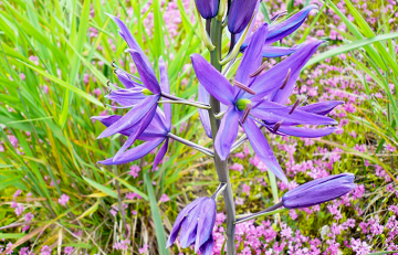 Great camas - purple flower