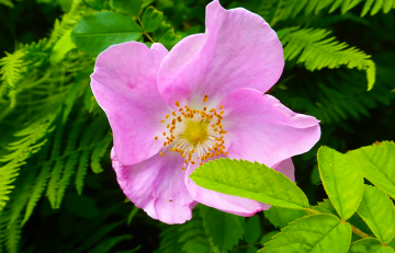 Pink rose with yellow centre