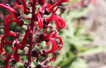 Bright red plant with small tongue-shaped leaves