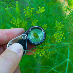 Plants, Computers and Community: Celebrating the Garden Forum’s 20th Anniversary