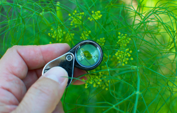 Plants, Computers and Community: Celebrating the Garden Forum’s 20th Anniversary