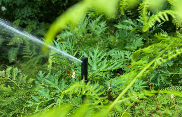 Sprinkler in the shrubs in Asian Garden