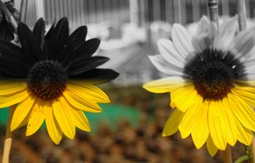 Sunflowers in half UV.