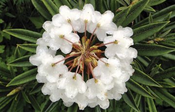 Rhododendron thayerianum