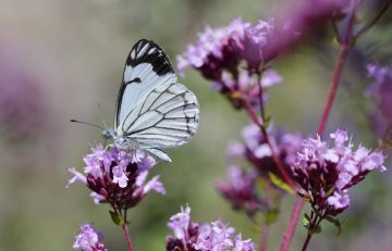 July in the Garden 2022