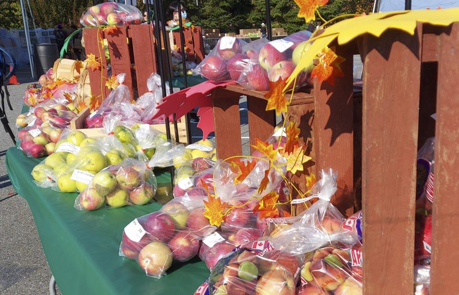 UBC Apple Festival 2022 Recap UBC Botanical Garden