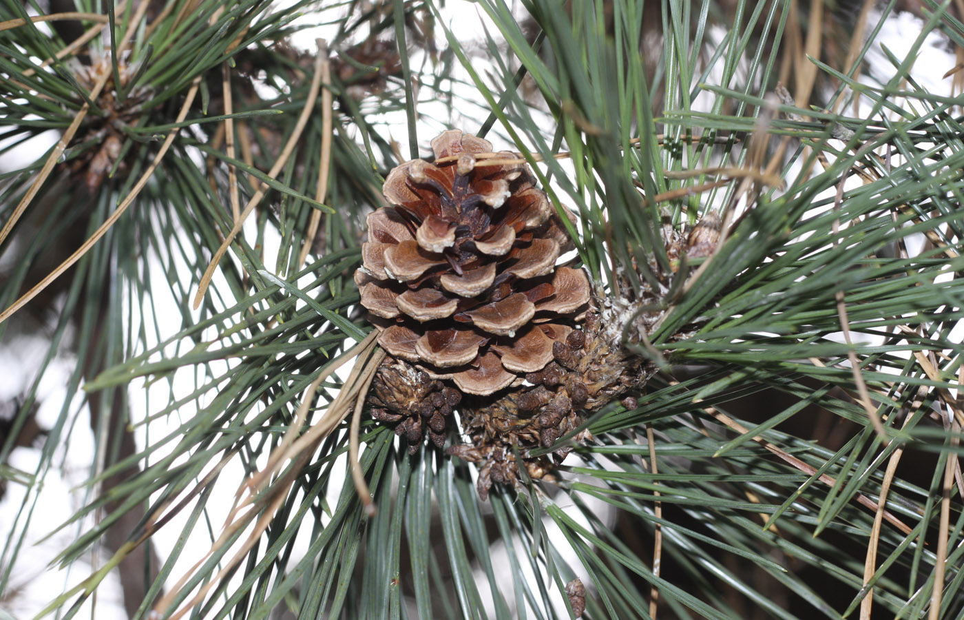 Beautiful Baby Pine Cones And Others Still Growing On Pine Stems