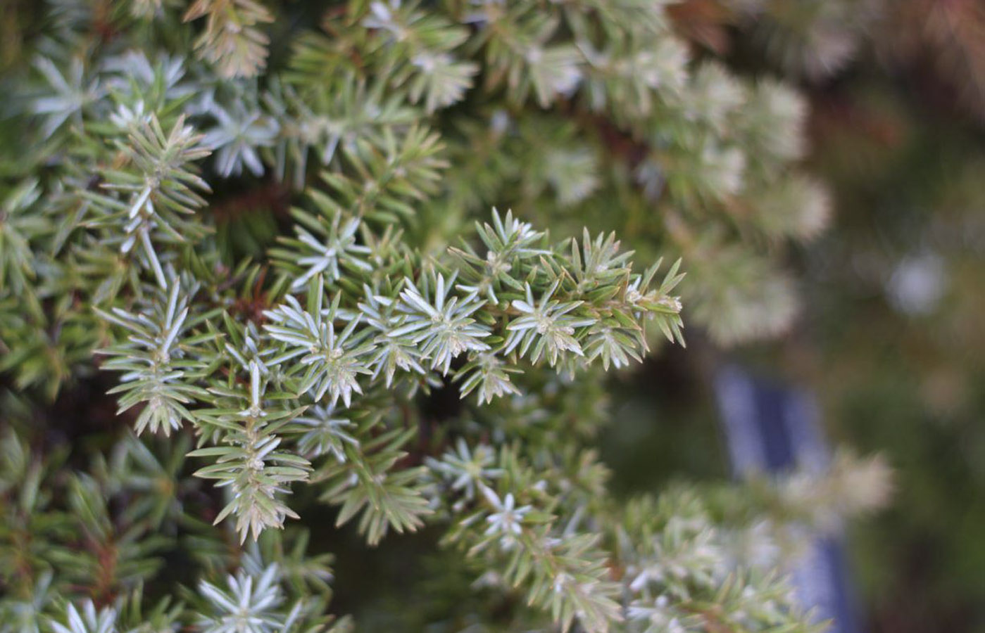 Juniperus conferta 'Silver Mist' (Silver Mist Shore Juniper)