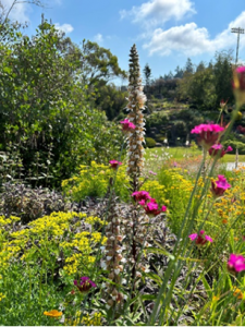 All the Ways We Water the Garden: Strategic and smart watering practices taken from UBC Botanical Garden