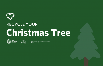 Christmas Tree Recycling Available at UBC Botanical Garden