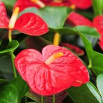 Auspicious Plants Information Lunar New Year 2025