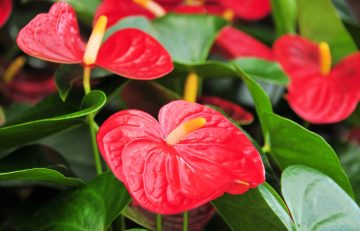 Auspicious Plants Information Lunar New Year 2025