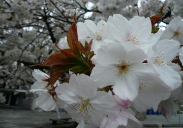 Cherry Blossoms Through the Season