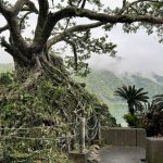 Endangered Maples in Southern Japan March 2024