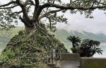 Endangered Maples in Southern Japan March 2024