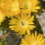 Importance of Native Bee Diversity: How to Help Save the ‘Right’ Bees