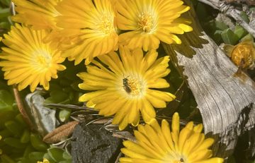 Importance of Native Bee Diversity: How to Help Save the ‘Right’ Bees