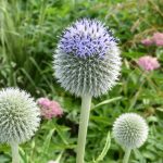 August in the Garden 2024