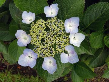July in the Garden 2024