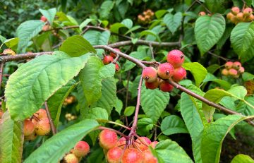 October in the Garden 2024