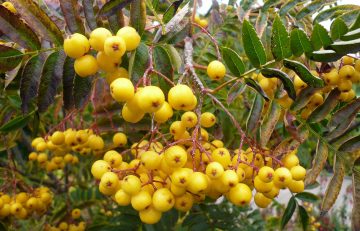 November in the Garden 2024
