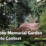 Nitobe Memorial Garden Photo Contest