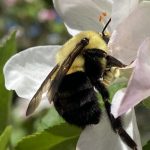 Pretty Isn’t Always Pollinator-Friendly: What a New Study Shows
